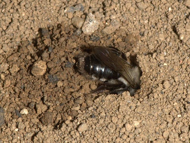 Andrena vaga femelle