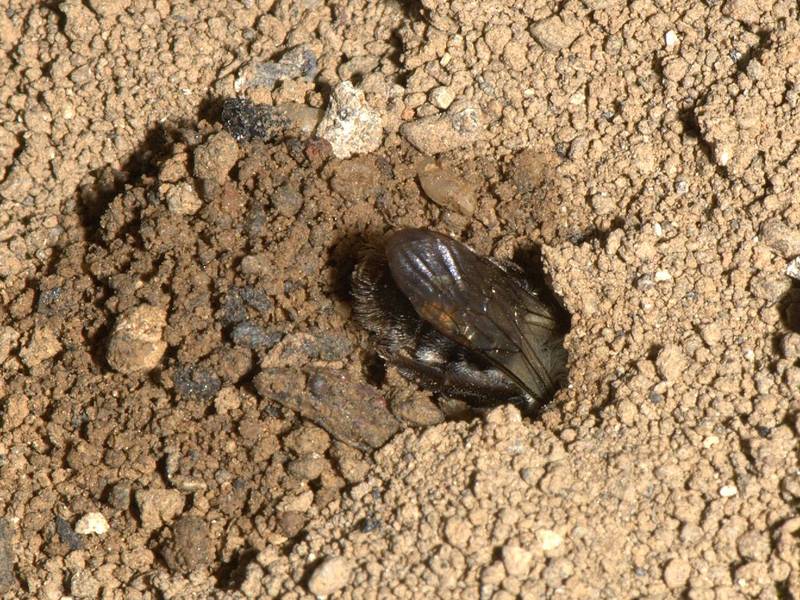 Andrena vaga femelle