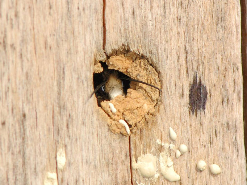 Osmia cornuta mâle émergeant du nid