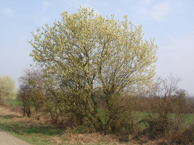 Saule marsault - arbre mâle