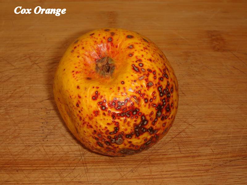 Cox-orange_01