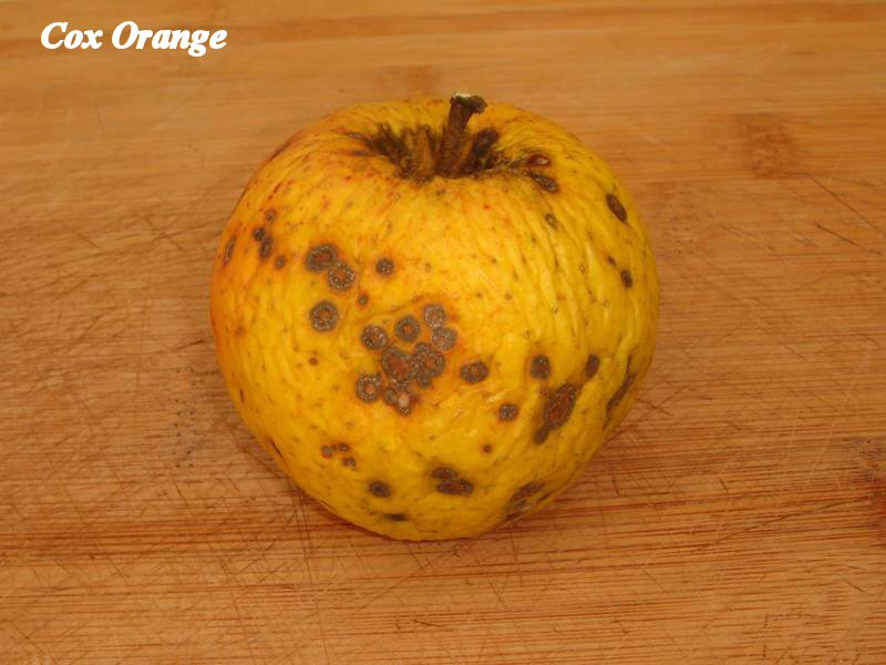Cox-orange_02