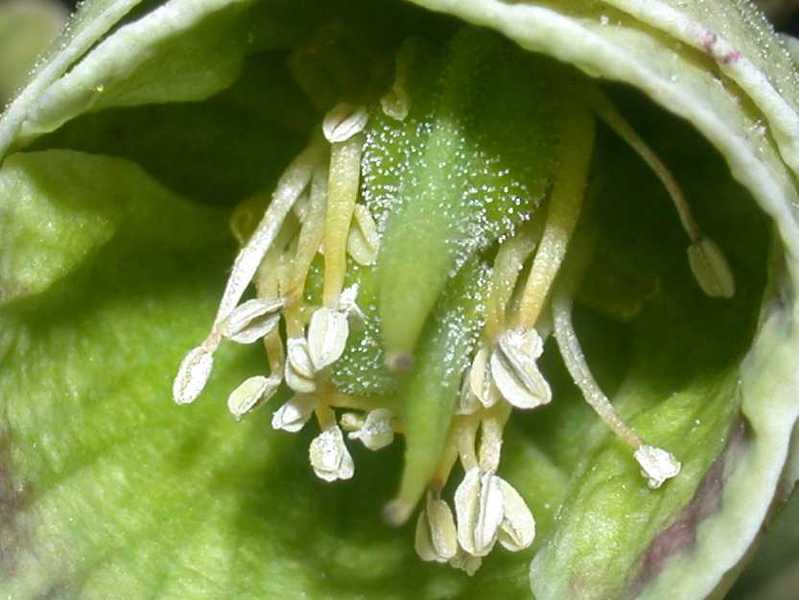 Hellébore fétide - détail de la fleur