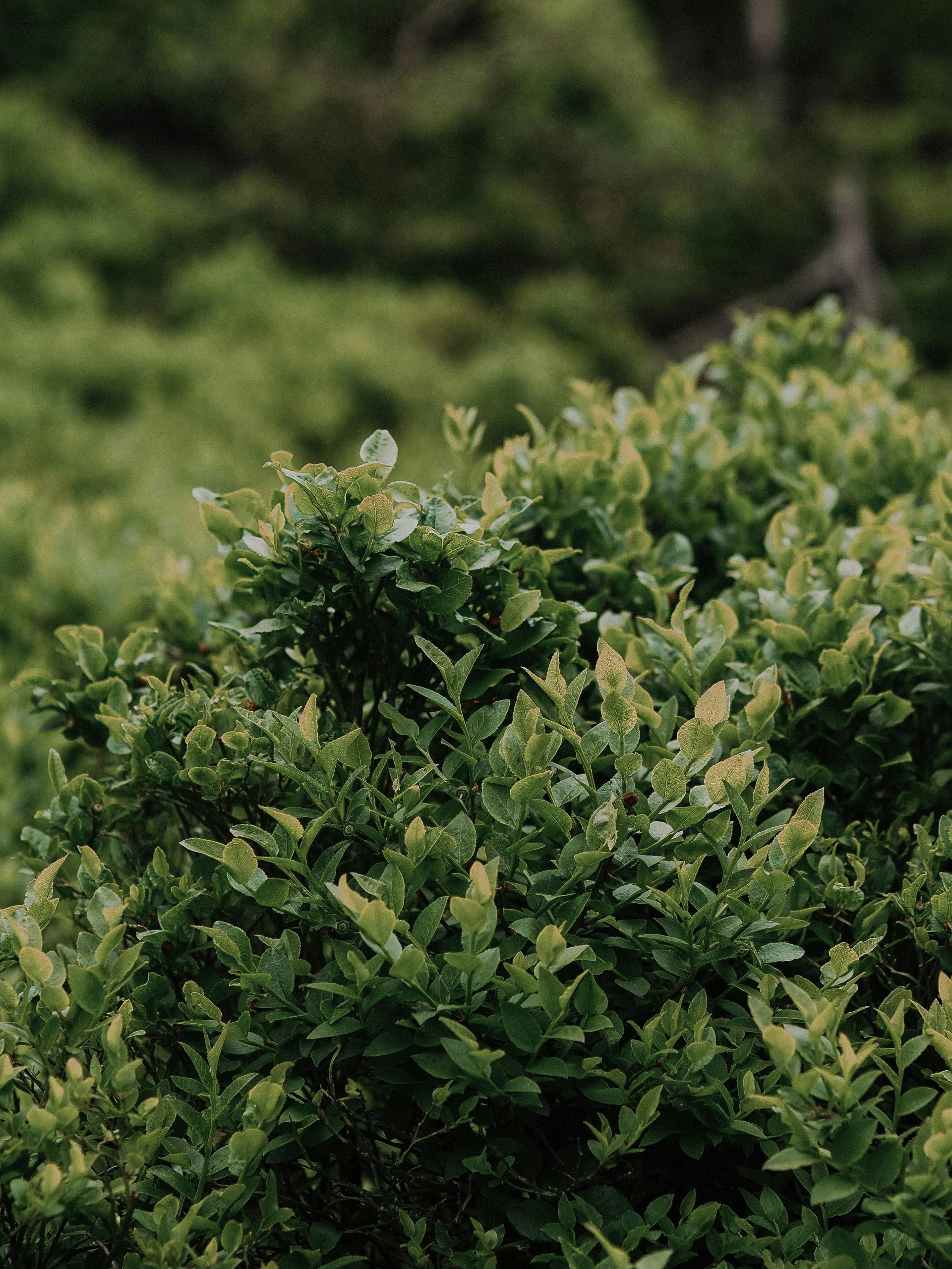 Arbustes à croissance rapide