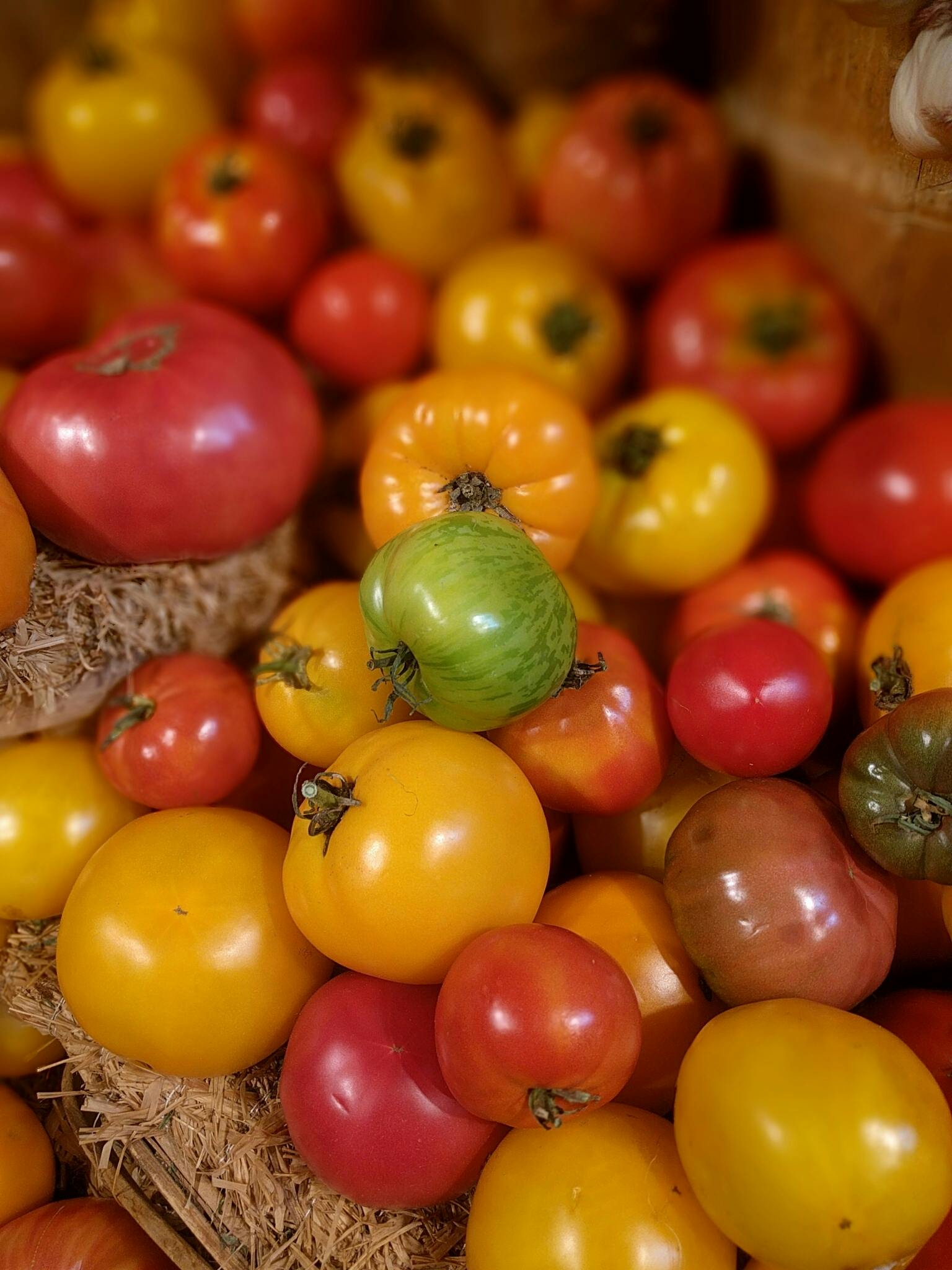 Variétés anciennes de tomates