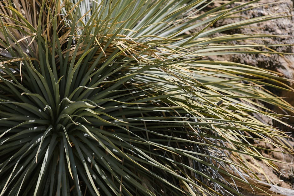 plantes résistantes à la sécheresse