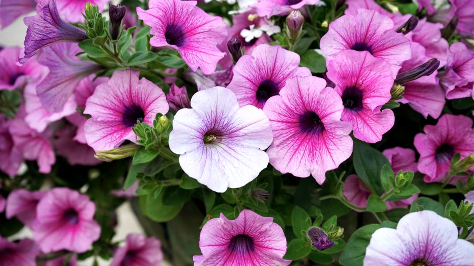 fleurs à croissance rapide