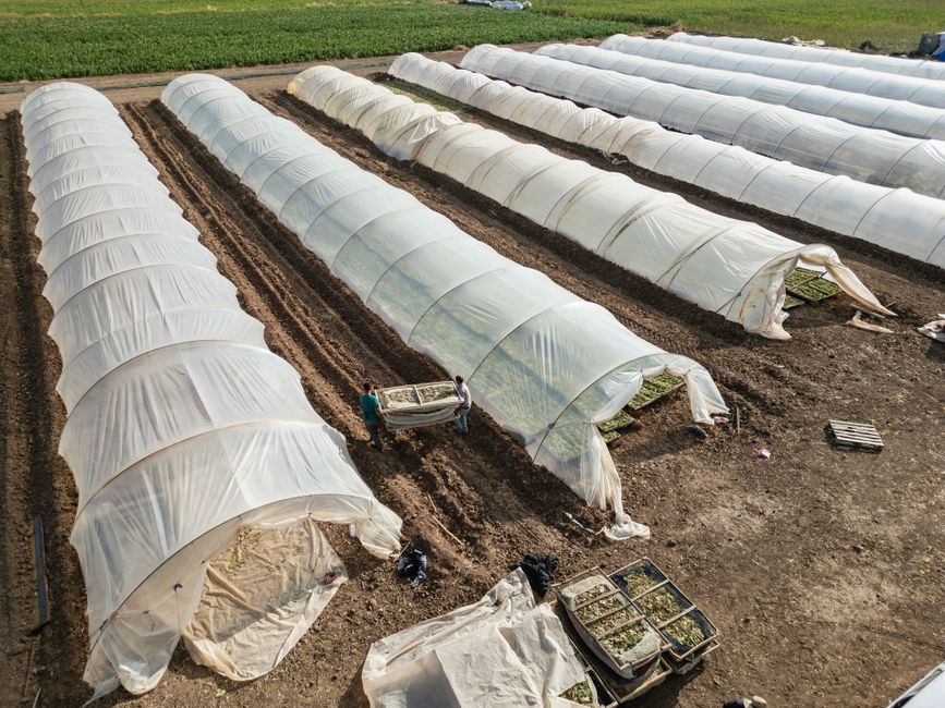 installer une serre tunnel